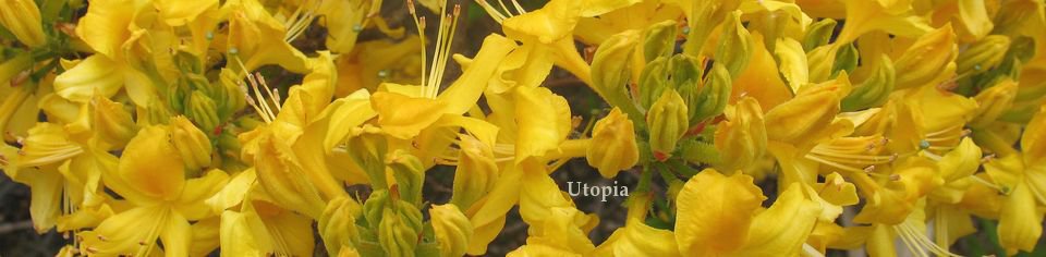 Utopia